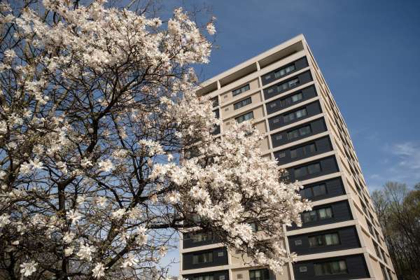 Photo of Streed Towers with a beautiful blooming tree in front of it.